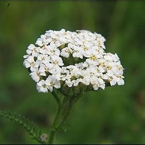 Pomata lenitiva achillea anti irritazioni