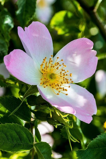 Bagnodoccia Erboristico Rosa selvatica